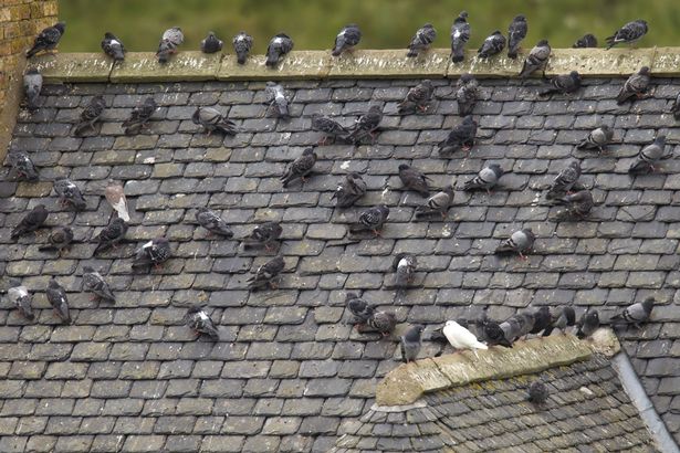 Almost half of feral pigeons carry infectious disease, BPCA warns