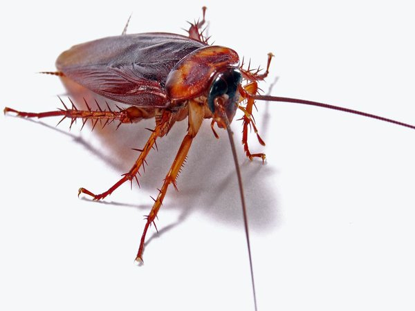 Cockroaches: Understanding behaviour and best treatment