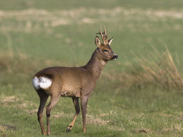 ASK BDS – IS IT LEGAL TO SHOOT DEER?