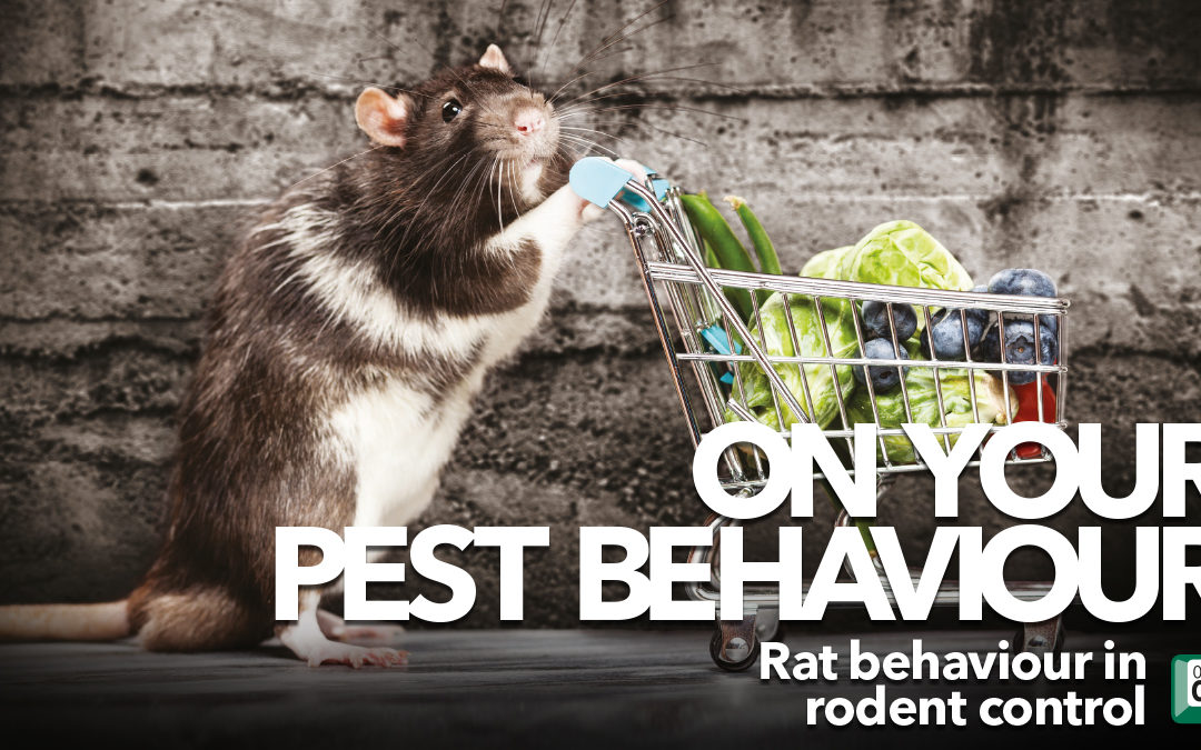 Rat behaviour in rodent control