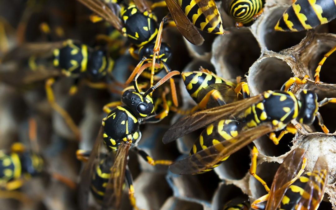 ‘Watch out for wasps’ says BPCA member Bayer