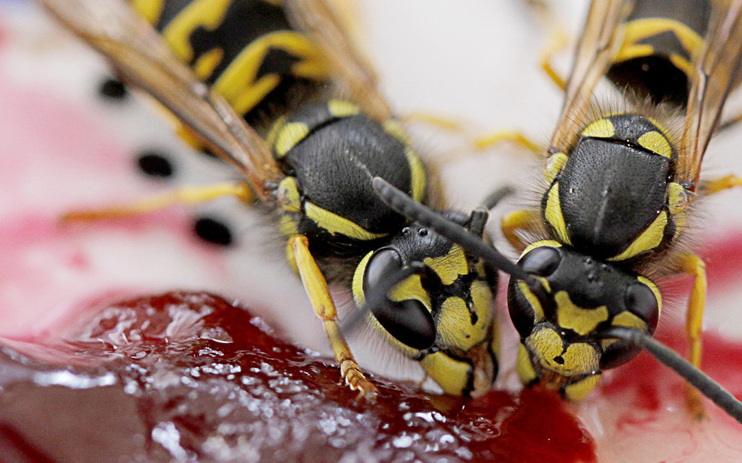 Sugar-seeking wasps spark safety message