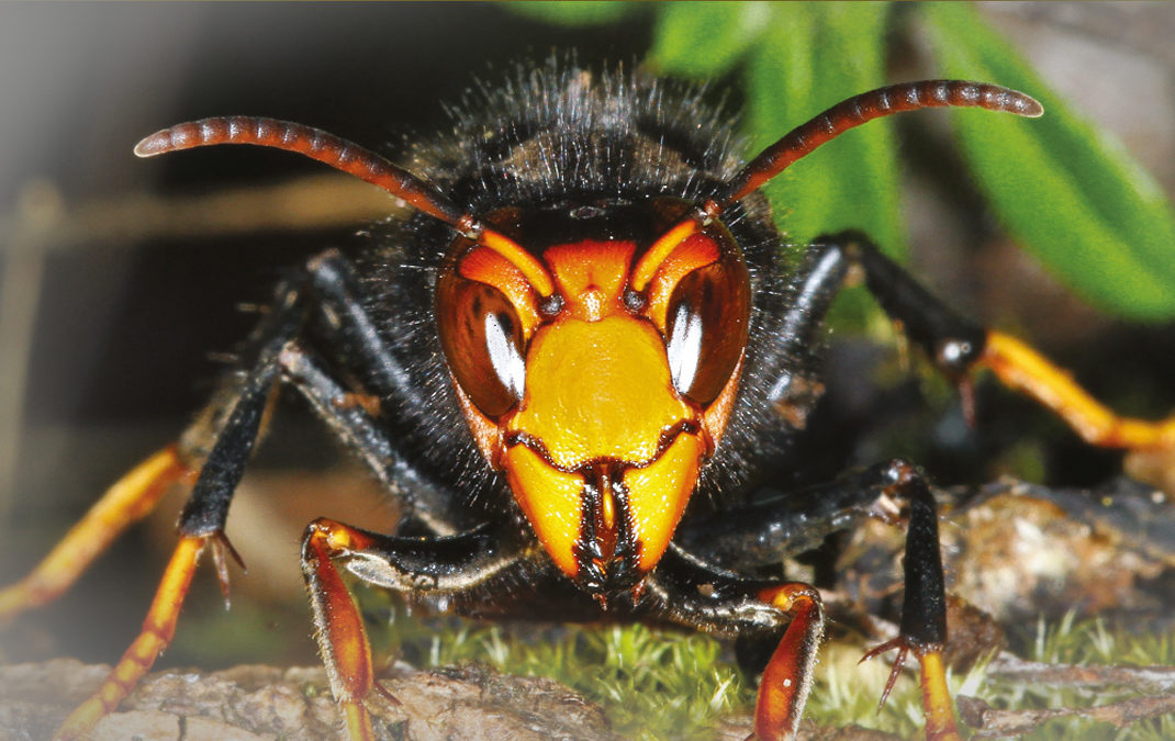 Confirmed asian hornet sighting – Hampshire