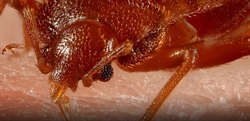 VIDEO: Bed bug control for pest professionals