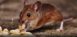 Pest advice for controlling Mice
