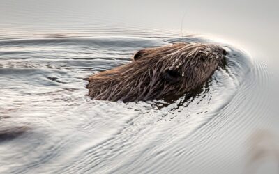 Protecting Scotland’s beaver population