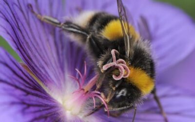 John O’Conner buzzing about bee garden project