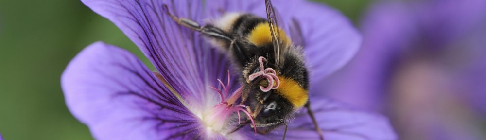 John O’Conner buzzing about bee garden project