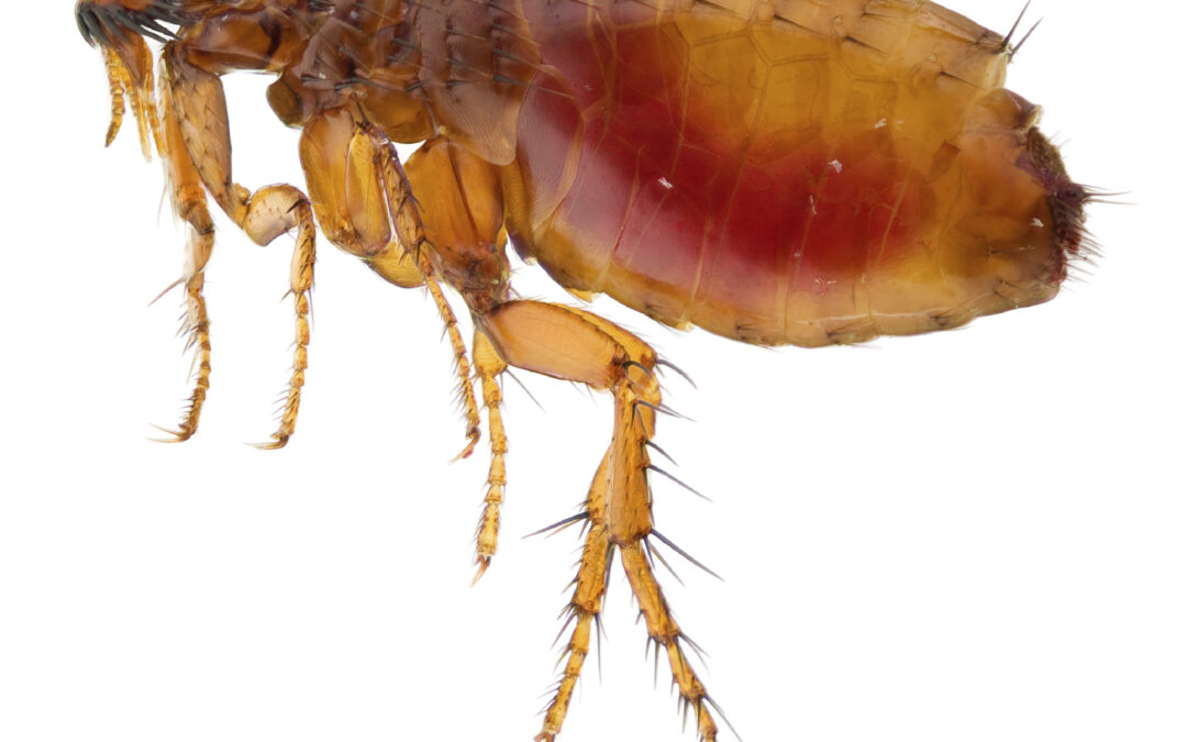 Be prepared for an increase in fleas this autumn, says Bayer