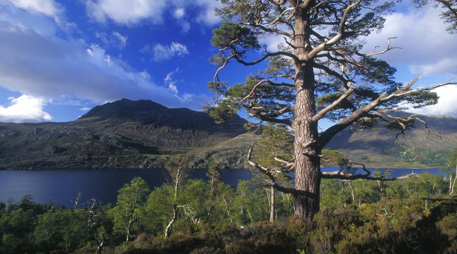 Tree planting at Beinn Eighe increases woodland by 41%