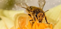 World Bee Day: how can pest professionals help bees?