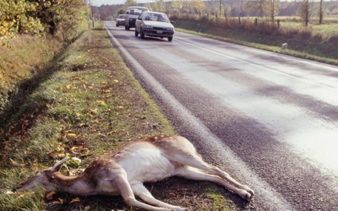 A car hits a deer every seven minutes in England
