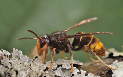 Confirmed: yellow-legged (Asian) hornets in Wales