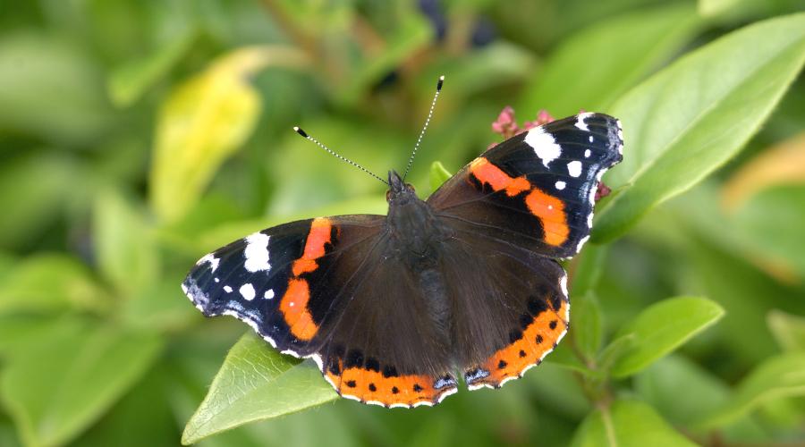 Warmer summers cause butterfly increase in Scotland