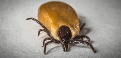 Call your GP or vet to remove ticks say pest experts