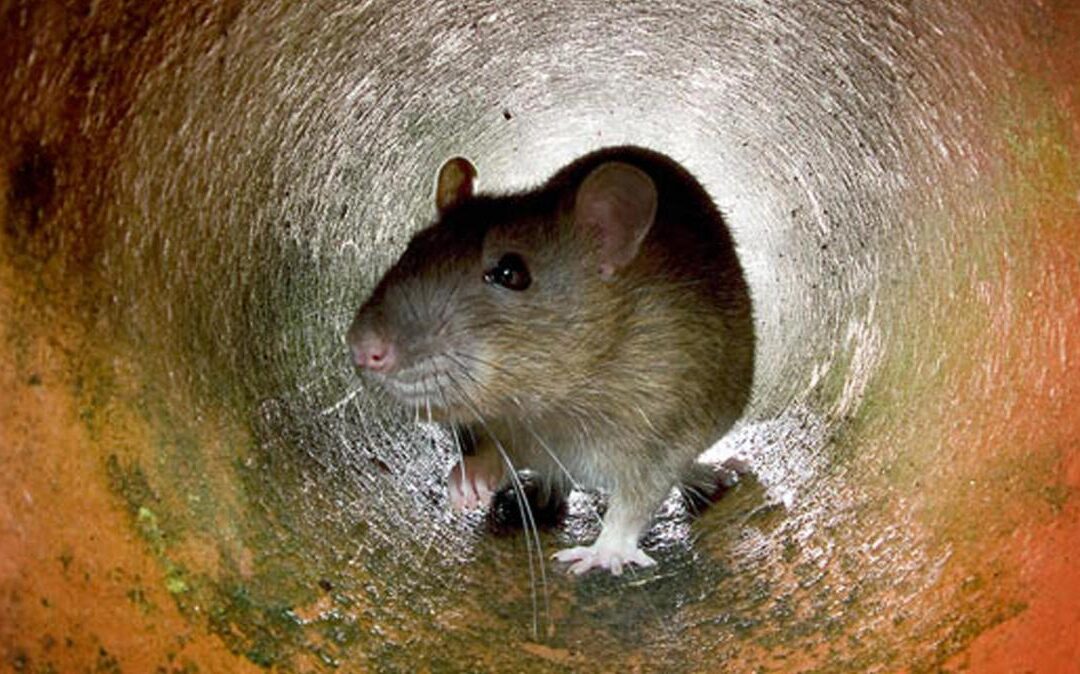 Think twice before tackling winter rats, says trade body
