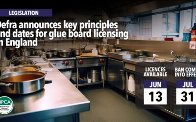 Defra announces key principles and dates for glue board licensing in England