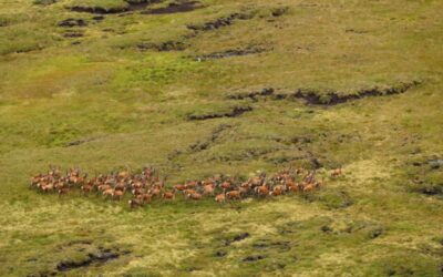 Deer management targets met