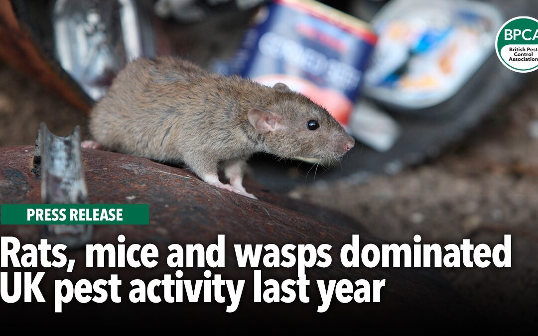 Rats, mice and wasps dominated UK pest activity last year