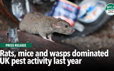 Rats, mice and wasps dominated UK pest activity last year